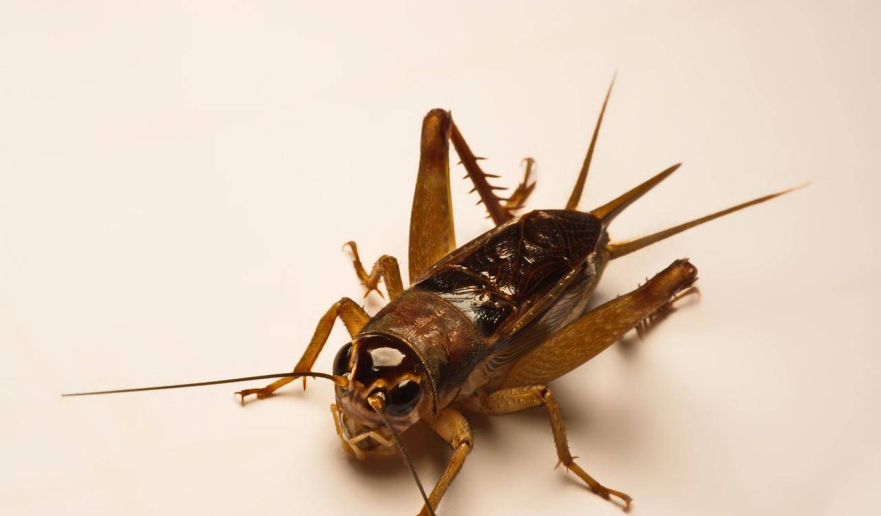 原创蟋蟀无脊椎动物,昆虫纲,直翅目,蟋蟀总科