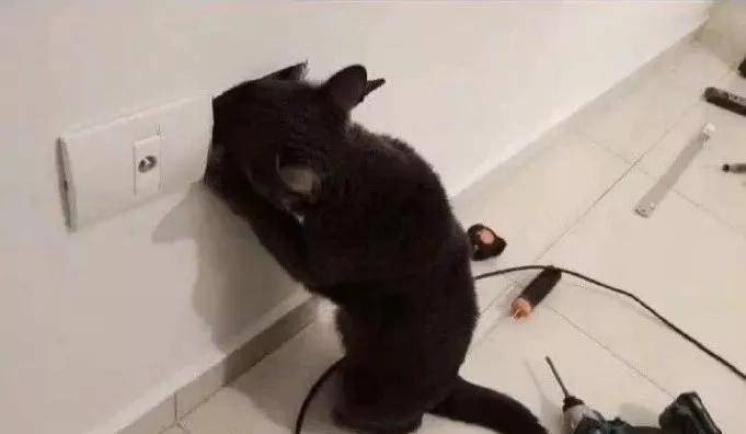好奇害死猫现实版,说了不要摸电线,傻了吧