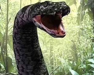 世界上最大的蛇有多大?这条洪荒巨兽,应该是最大的了