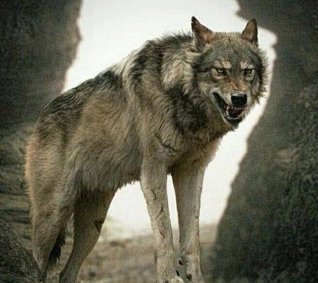 原创史前肉食动物-恐狼