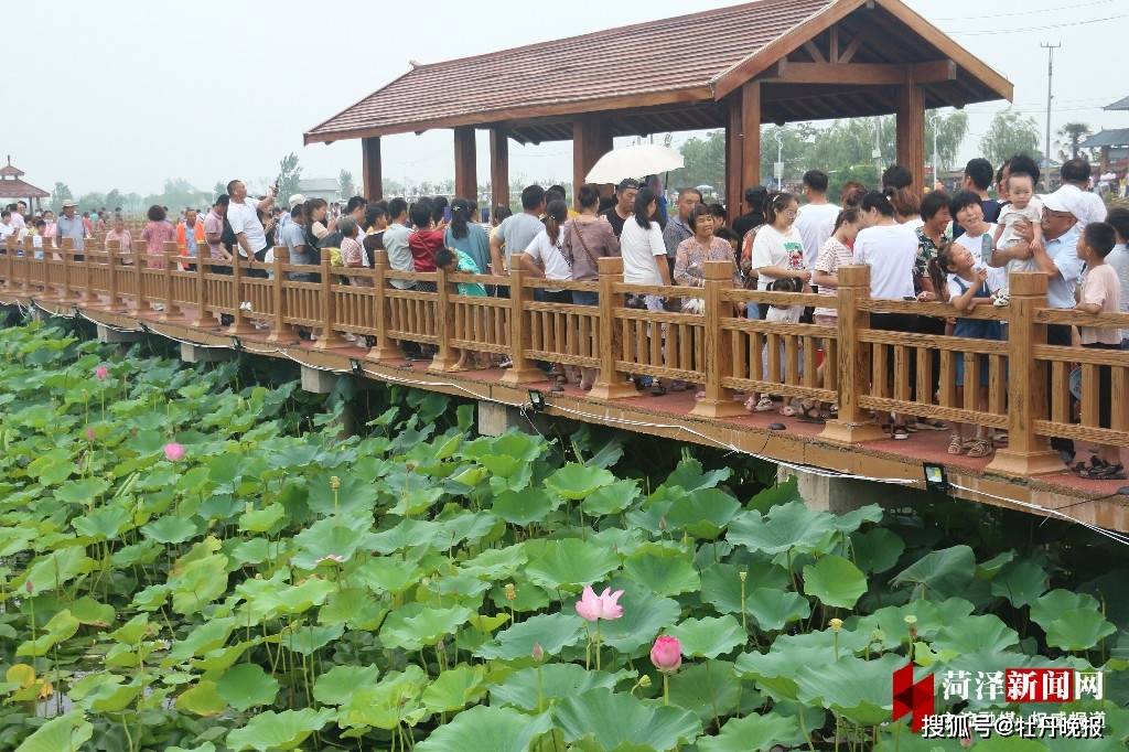 山东曹县第三届"荷花节·电商节"开幕_荷塘