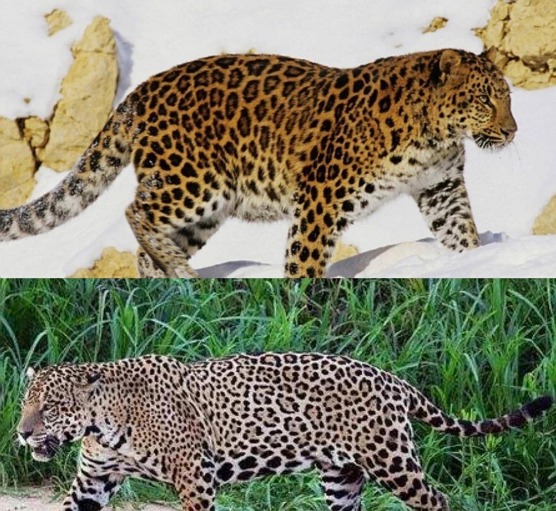 原创如何快速的区分猎豹花豹与美洲豹