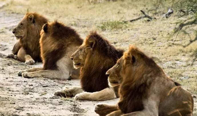 揭秘南非最传奇狮群"坏男孩联盟"