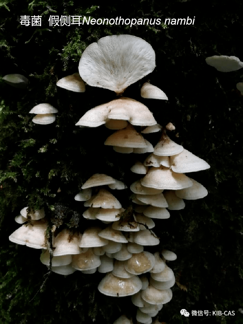 毒侧耳omphalotus guepiniformis)看上去像侧耳的毒菌(毒沟褶菌trogia