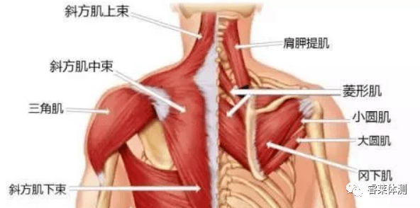 强化深层颈屈肌,斜方肌中束,菱形肌和斜方肌下束4.