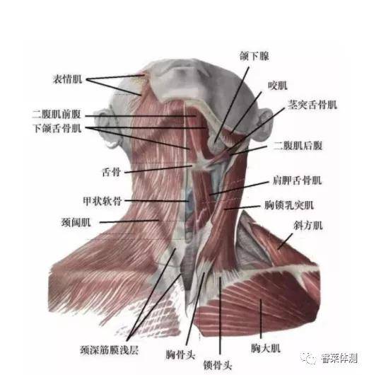 激活(刺激或再训练不够活跃的筋膜组织)强化深层颈屈肌,斜方肌中束