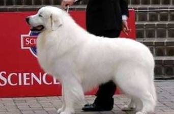 原创五大超温顺的大型犬,体型和性格的反差萌非常可爱,你会养哪种?