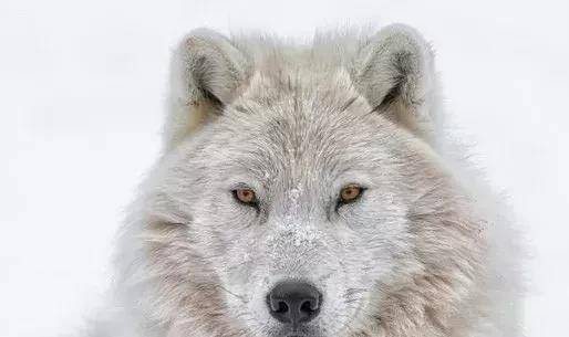 原创灰狼的亚种北极狼
