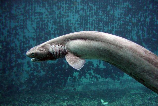 原创地球上最原始的鲨鱼之一,性情凶猛,拥有三百颗锋利牙齿