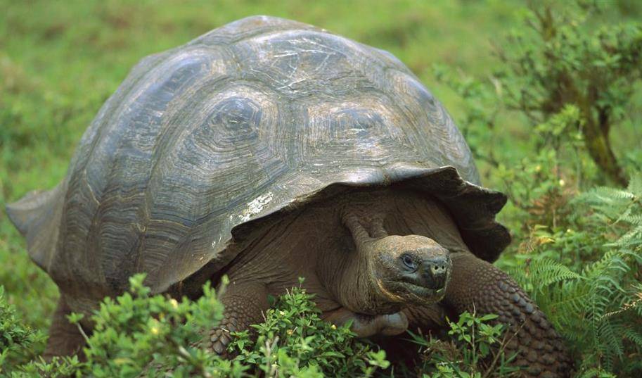 陆龟中的最大者,它们是加拉帕戈斯群岛的王者_象龟