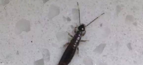 这是什么虫在吃草莓?怎样防治?