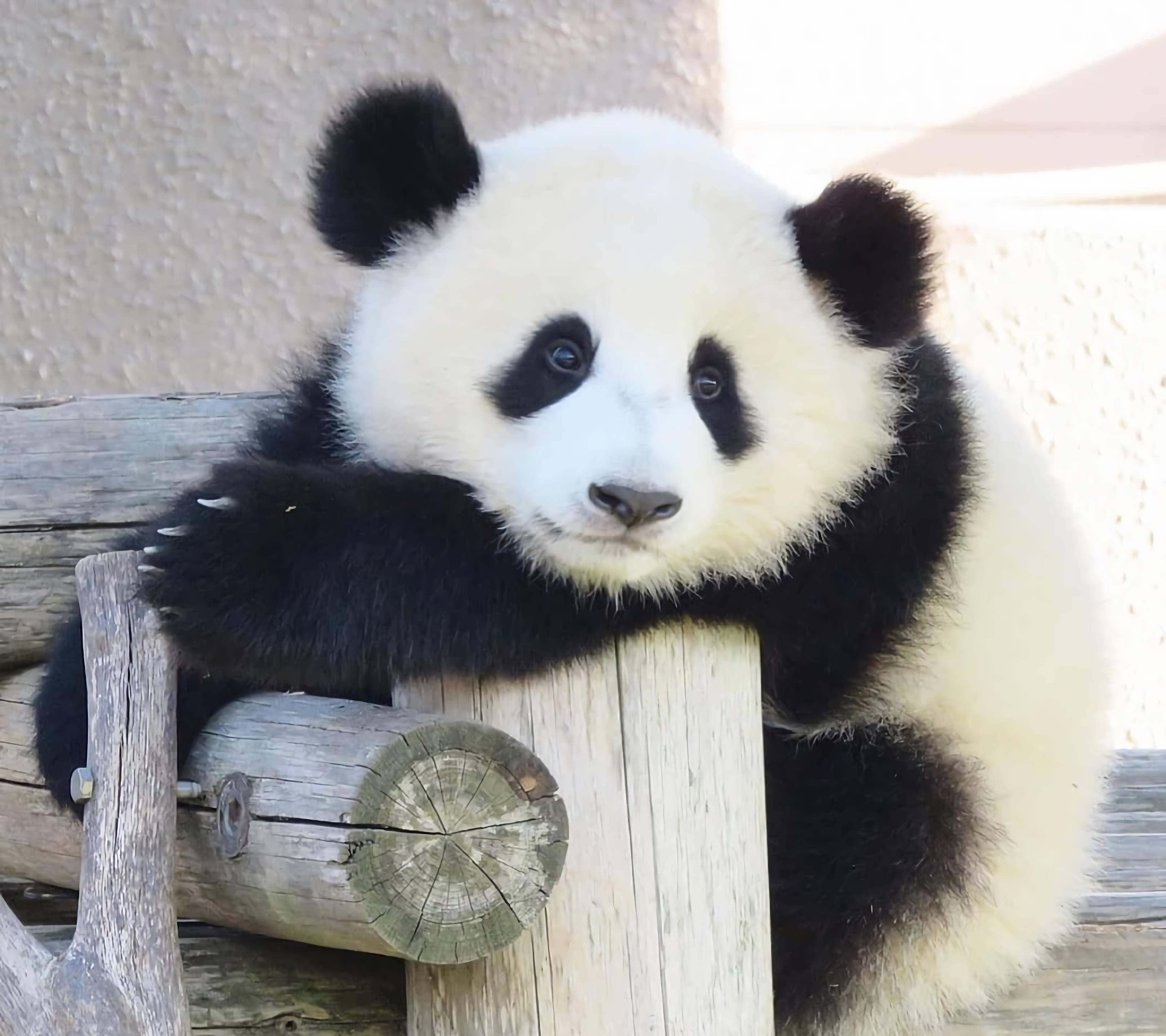 原创隔离在家也别忘记做运动学学大熊猫的精神你会开心很多