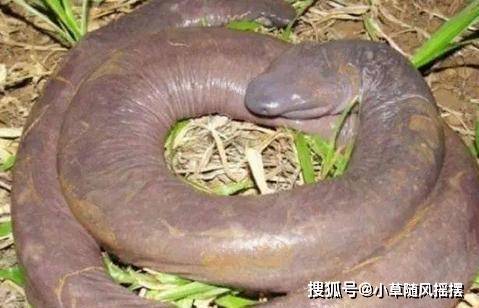原创世界上最丑的蛇——巴西盲蛇 占着蛇的名号不做蛇的事儿