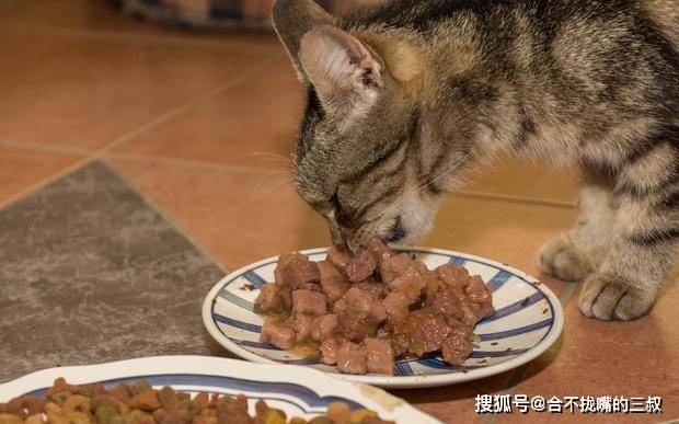 梦境解析，女人梦见猫在吃东西的深层含义