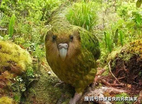 原创男子树林探险发现被一只大胖鸟跟踪回看发现好傻好笨的鸟