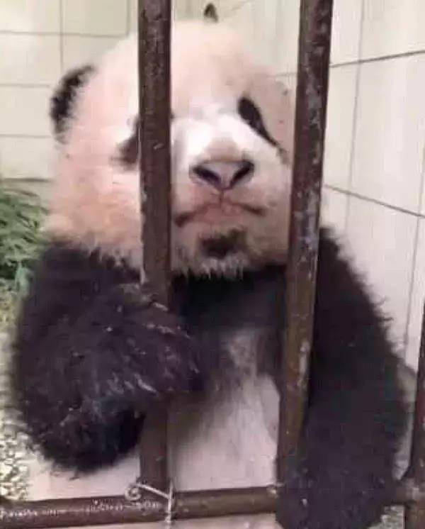 饲养员一会不在, 熊猫就闹情绪了, 人一来就看到这幕