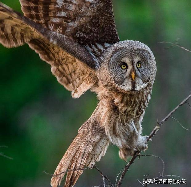 原创乌林鸮我是脸最大的猫头鹰