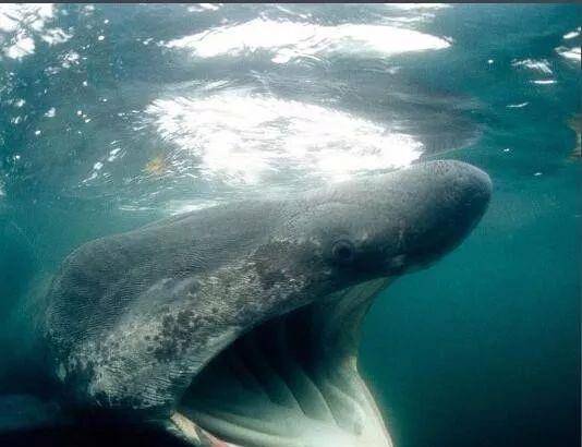 鲨鱼摄像机实拍姥鲨的大嘴,那巨嘴一开,仿佛整个海水都要吸进去