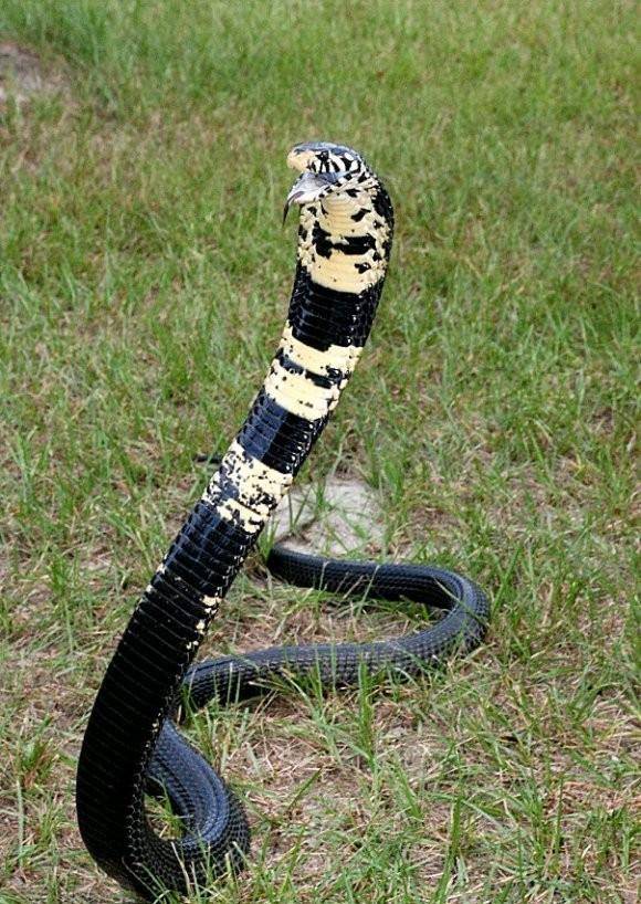 世界最大眼镜蛇——森林眼镜蛇,高清图欣赏