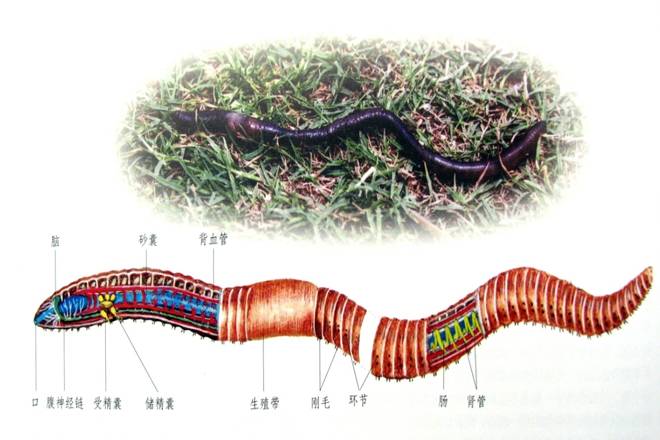首先,身体受到大的创伤,最大的问题就是止血问题,这一点蚯蚓就完美地