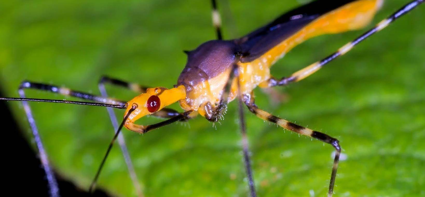 原创世界上罕见的昆虫之猎蝽