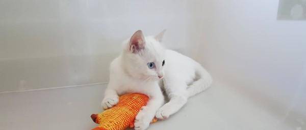 女子刚准备养猫,就捡到了一只白色异瞳猫:这是上天给的礼物吧