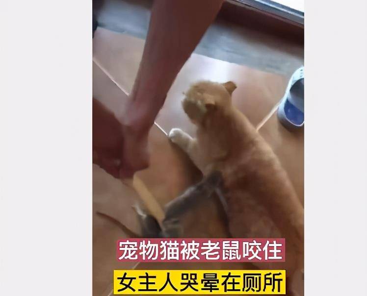 原创家里的宠物猫被老鼠咬住吓破了胆,女主人请专业人员入户抓鼠