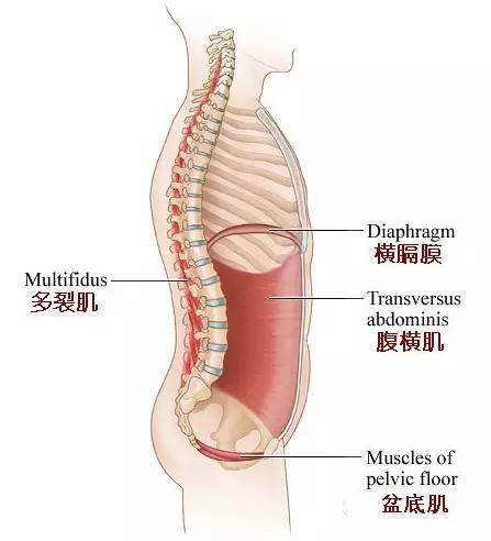 这几个动作锻炼核心肌群超有效还能缓解腰痛