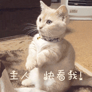 干嘛还引你注意