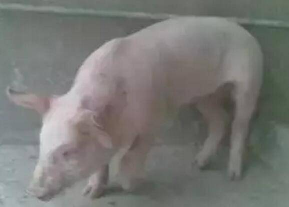 猪链球菌感染有什么症状 猪腿瘸怎么治疗