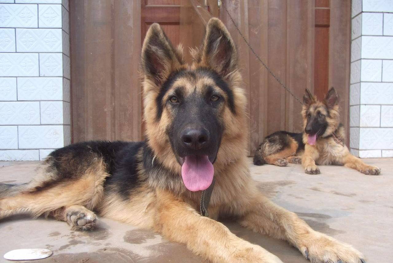 宠物图集:德国牧羊犬_黑背