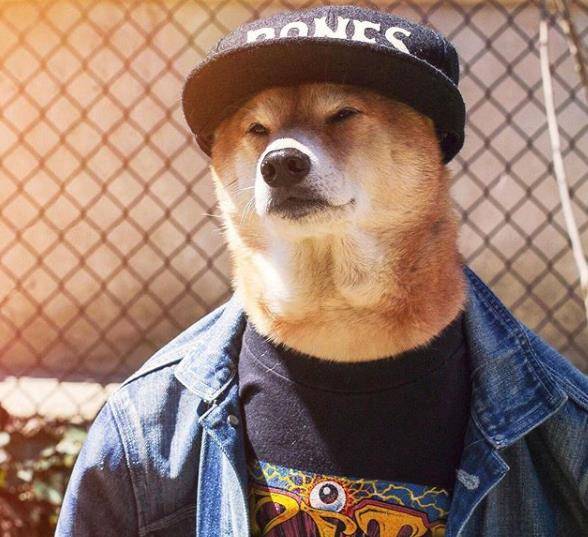 柴犬bodhi算是纽约市打扮最潮的狗狗了!