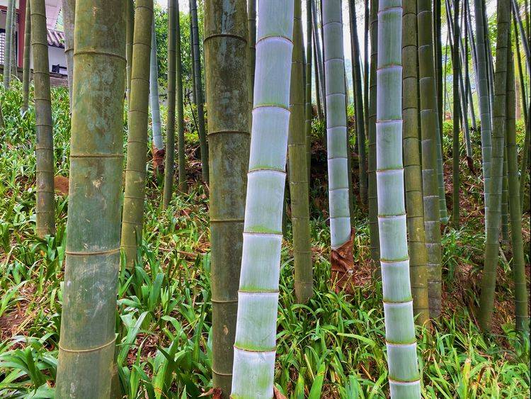 茶竹共生的罕见景观重庆永川茶山竹海