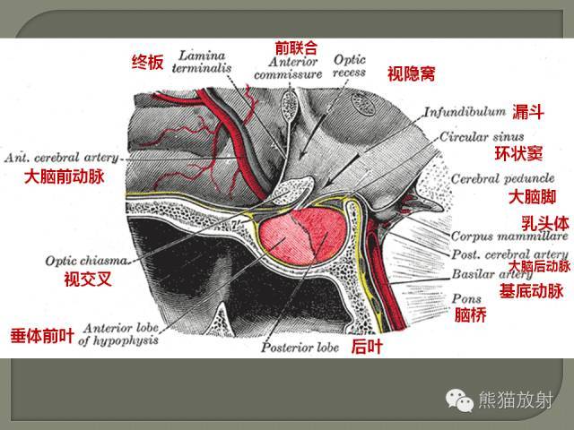 垂体柄解剖及病变影像表现