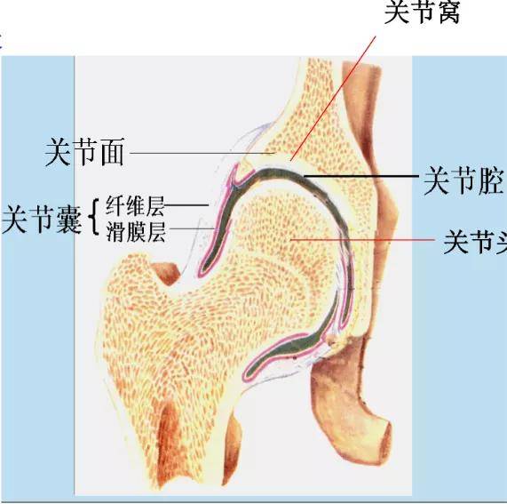 人体运动系统_关节