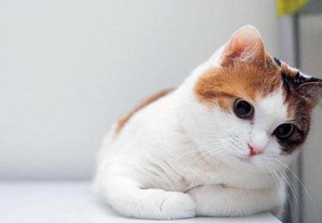 原创猫咪为什么会发出呼噜呼噜的声音你知道吗