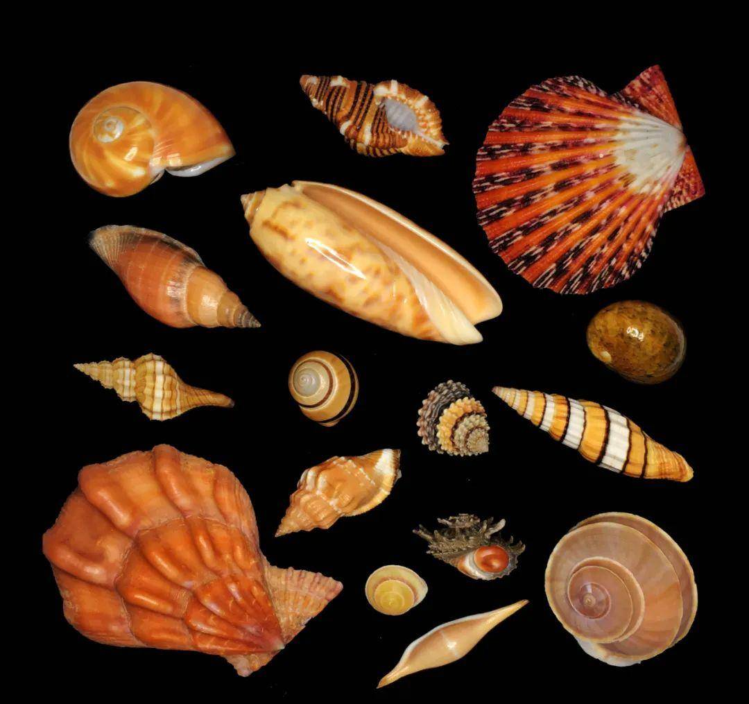 下面这些, 大自然孕育出的天然彩色贝壳系列, 或许能告诉你答案.
