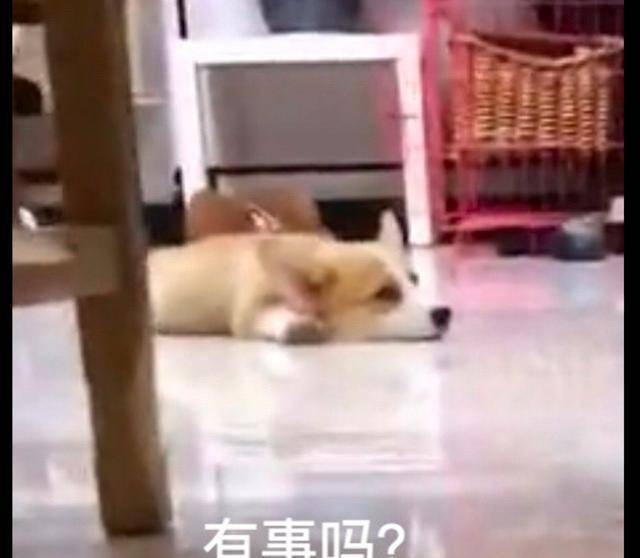 柯基把椅子腿啃得快断了,还很冷静趴在不远处观望,狗