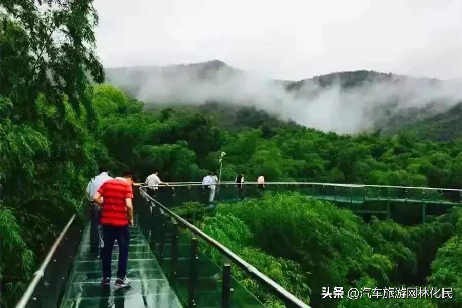 大熊猫将落户日照竹洞天风景区