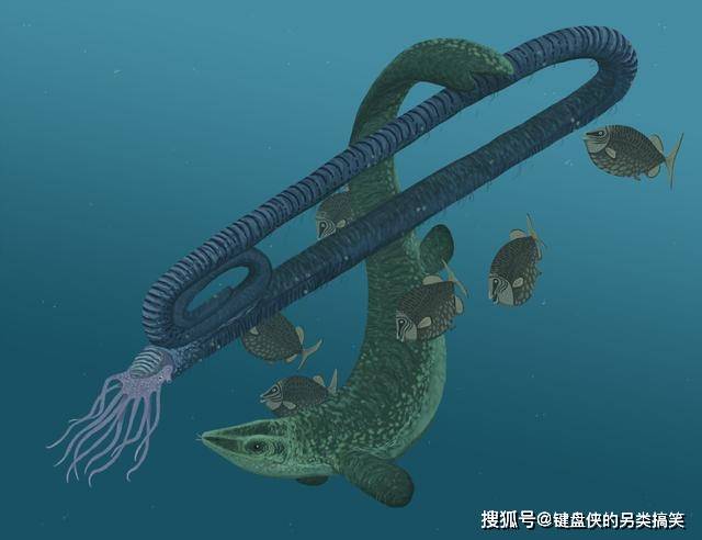 原创乌贼长成15米回形针奇怪模样为什么会这样难倒科学家了