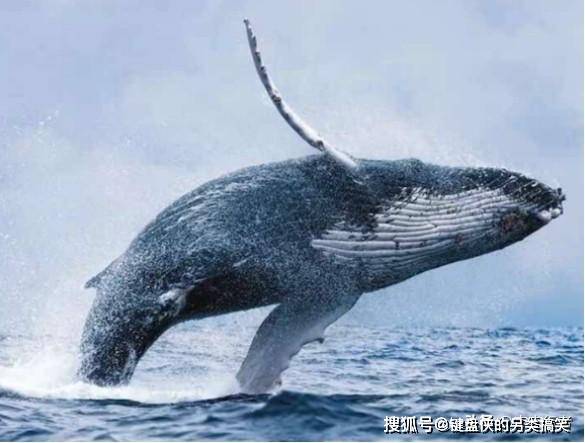 鲸鱼可对抗全球变暖?每头鲸鱼吸收的碳元素,比树木吸收的还多