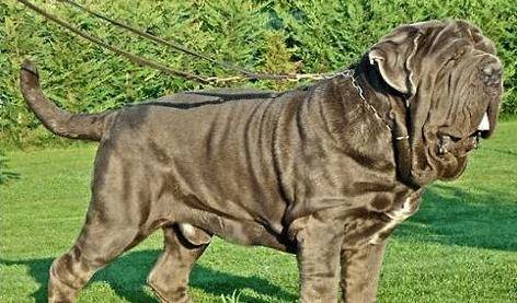 原创世界十大猛犬第四名纽波利顿犬