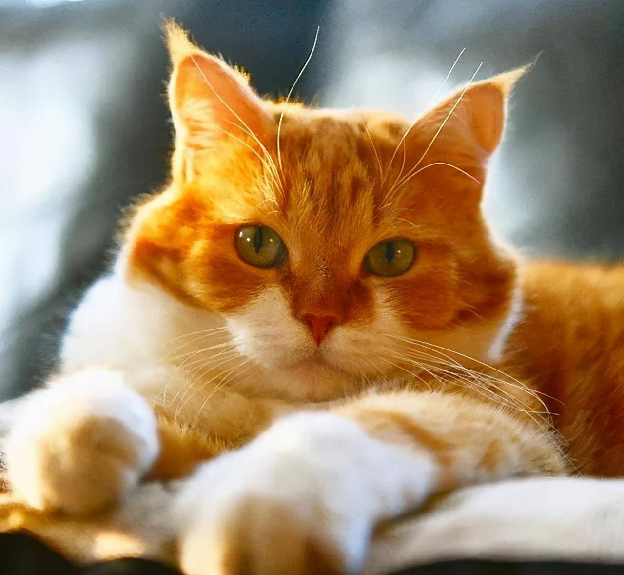 ginger是一只来自俄罗斯的橘猫,别看现在的它看起来软萌可爱,在这之前