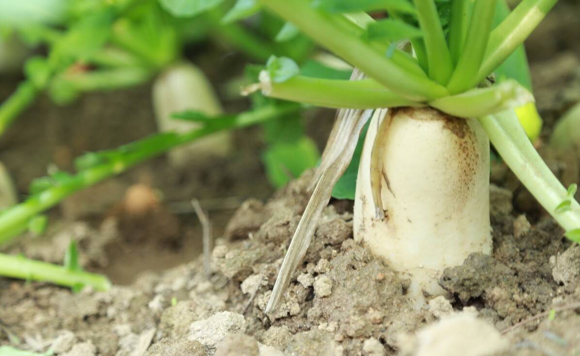 白萝卜种植是不是非常的简单,做好这4点工作