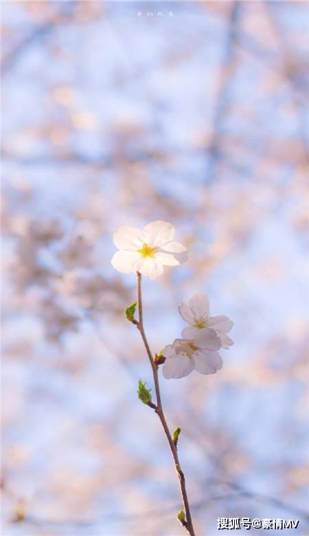 春天唯美粉色桃花手机壁纸图片_一组桃花意境图片素材