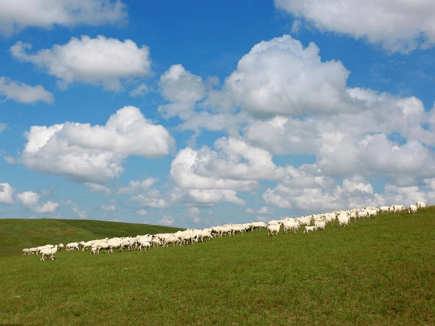 内蒙古:牛羊骏马在锡林郭勒草原上放牧觅食