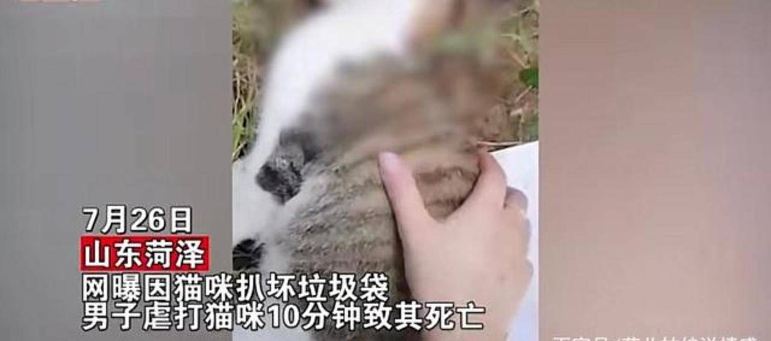 原创男子虐猫长达10多分钟致其断气,爱猫人士讨要说法,男子拒绝道歉