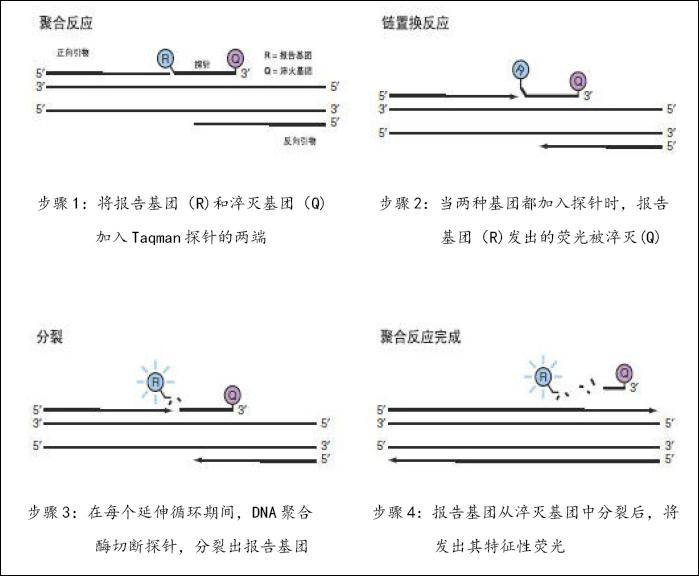 【实验】taqman探针法原理(定量pcr)