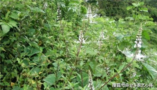 原创人称"化石草",能打结石被野蛮采挖,现靠种植供应,一斤20元