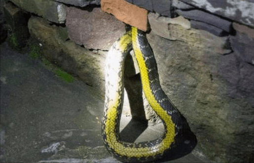 怎么让蛇远离家里?
